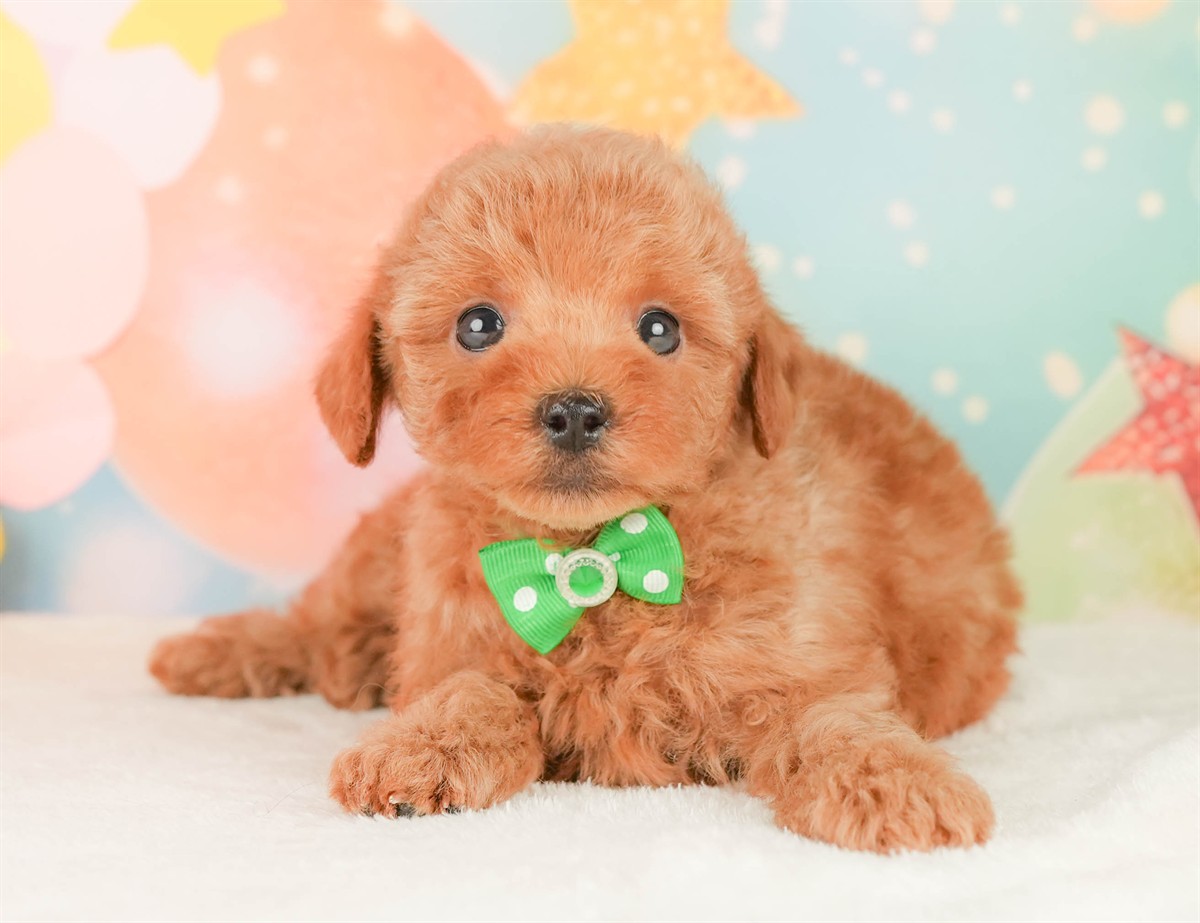 トイ・プードル | 男の子 | レッド | 2026年2月20日（ID:dog-200015660）