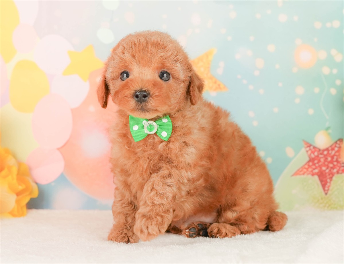 トイ・プードル | 男の子 | レッド | 2026年2月20日（ID:dog-200015660）