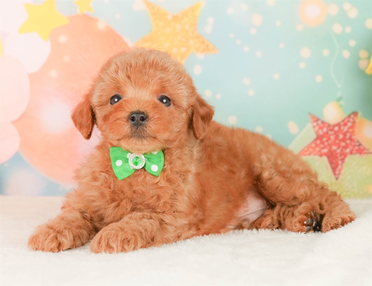 トイ・プードル | 男の子 | レッド | 2026年2月20日（ID:dog-200015660）