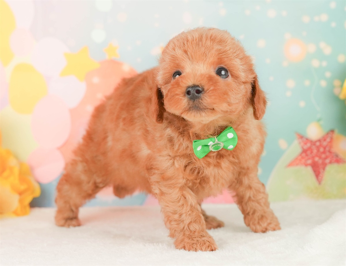 トイ・プードル | 男の子 | レッド | 2026年2月20日（ID:dog-200015660）