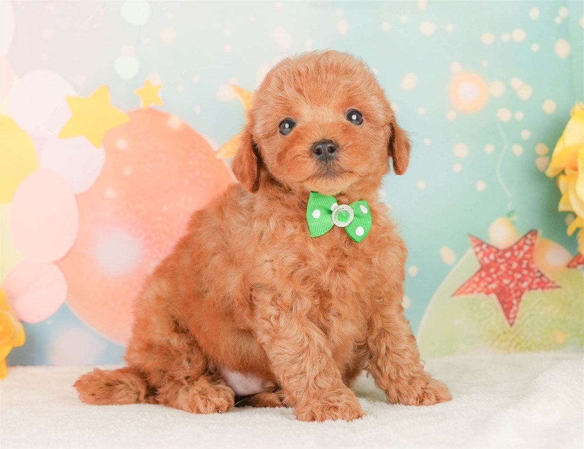 トイ・プードル | 男の子 | レッド | 2026年2月20日（ID:dog-200015660）