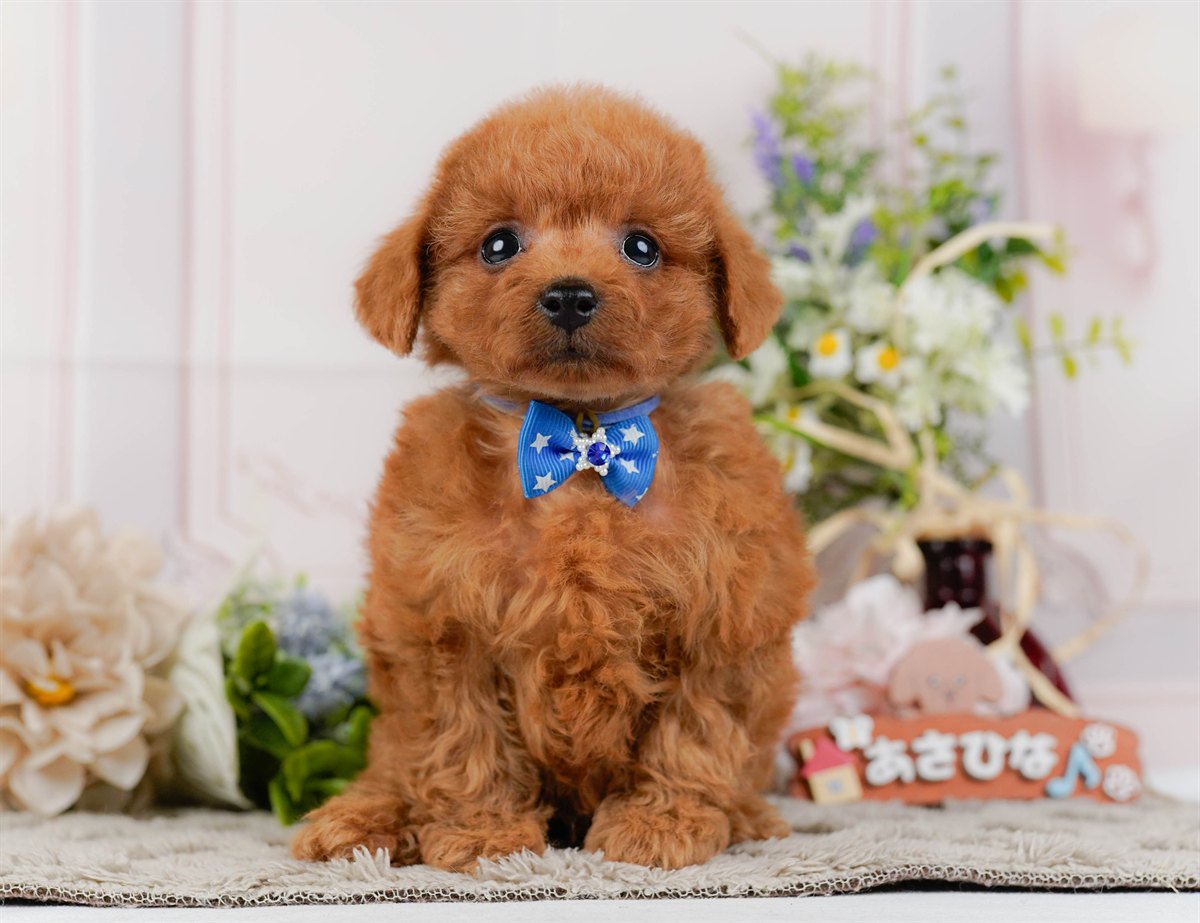 トイ・プードル | 男の子 | レッド | 2026年2月21日（ID:dog-200015661）