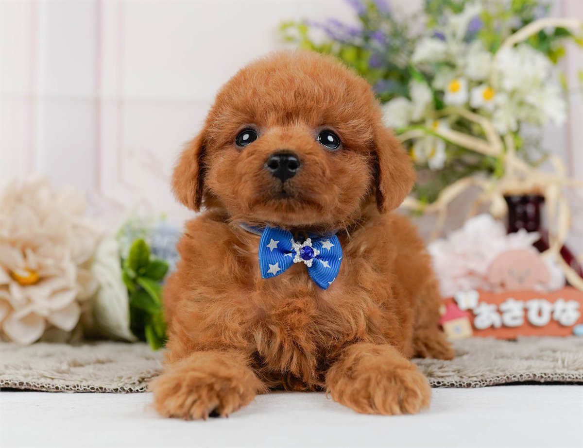 トイ・プードル | 男の子 | レッド | 2026年2月21日（ID:dog-200015661）