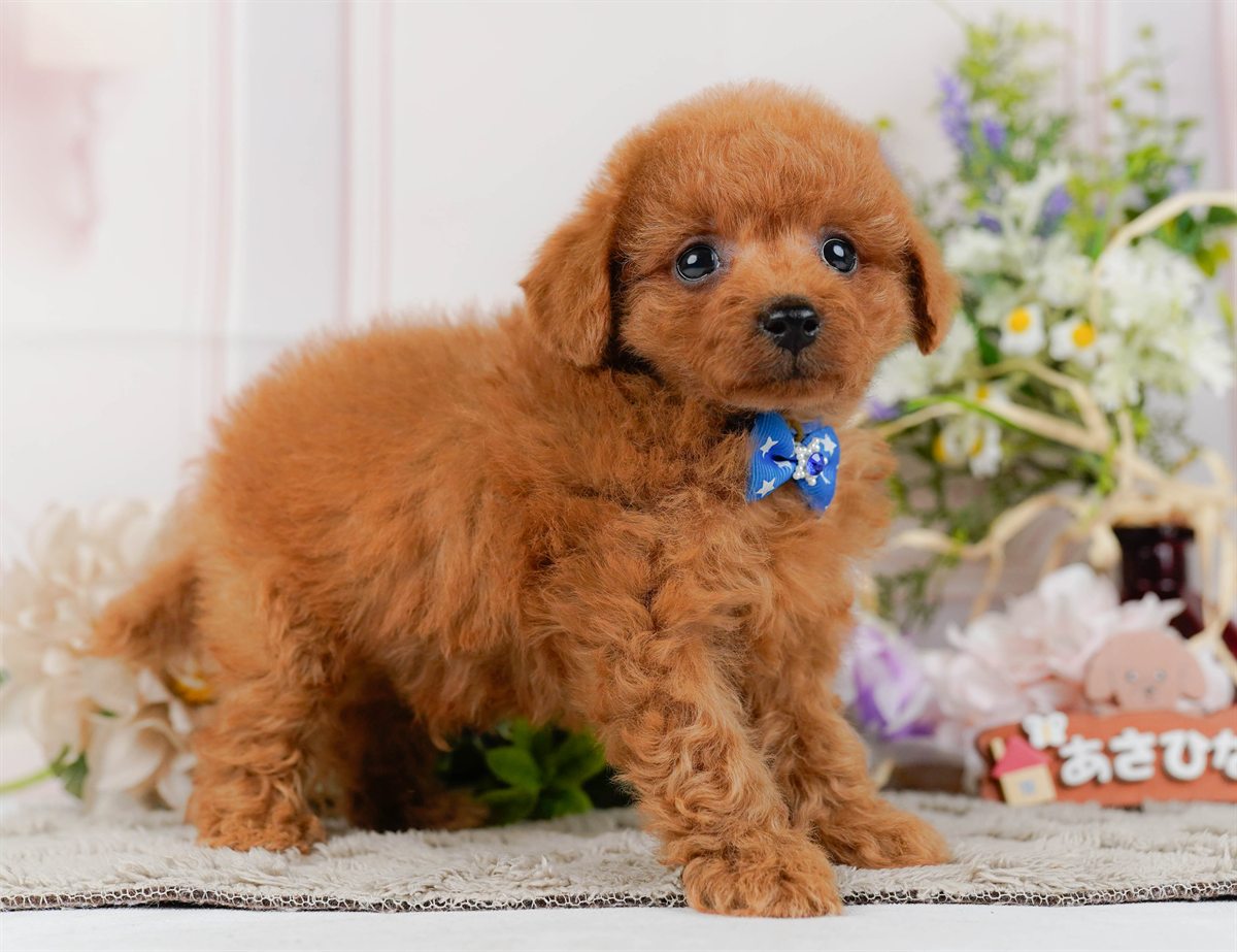 トイ・プードル | 男の子 | レッド | 2026年2月21日（ID:dog-200015661）