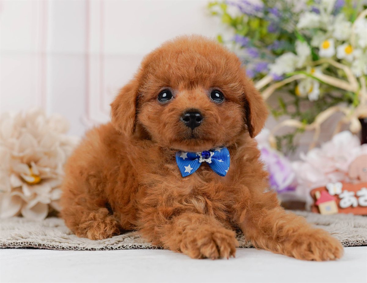 トイ・プードル | 男の子 | レッド | 2026年2月21日（ID:dog-200015661）