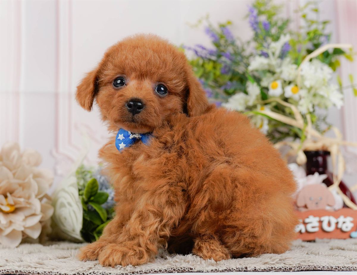 トイ・プードル | 男の子 | レッド | 2026年2月21日（ID:dog-200015661）