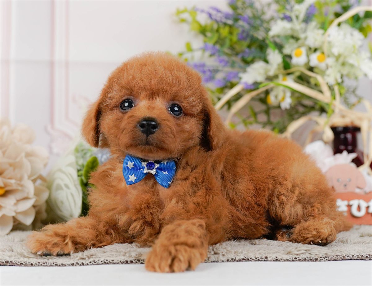 トイ・プードル | 男の子 | レッド | 2026年2月21日（ID:dog-200015661）