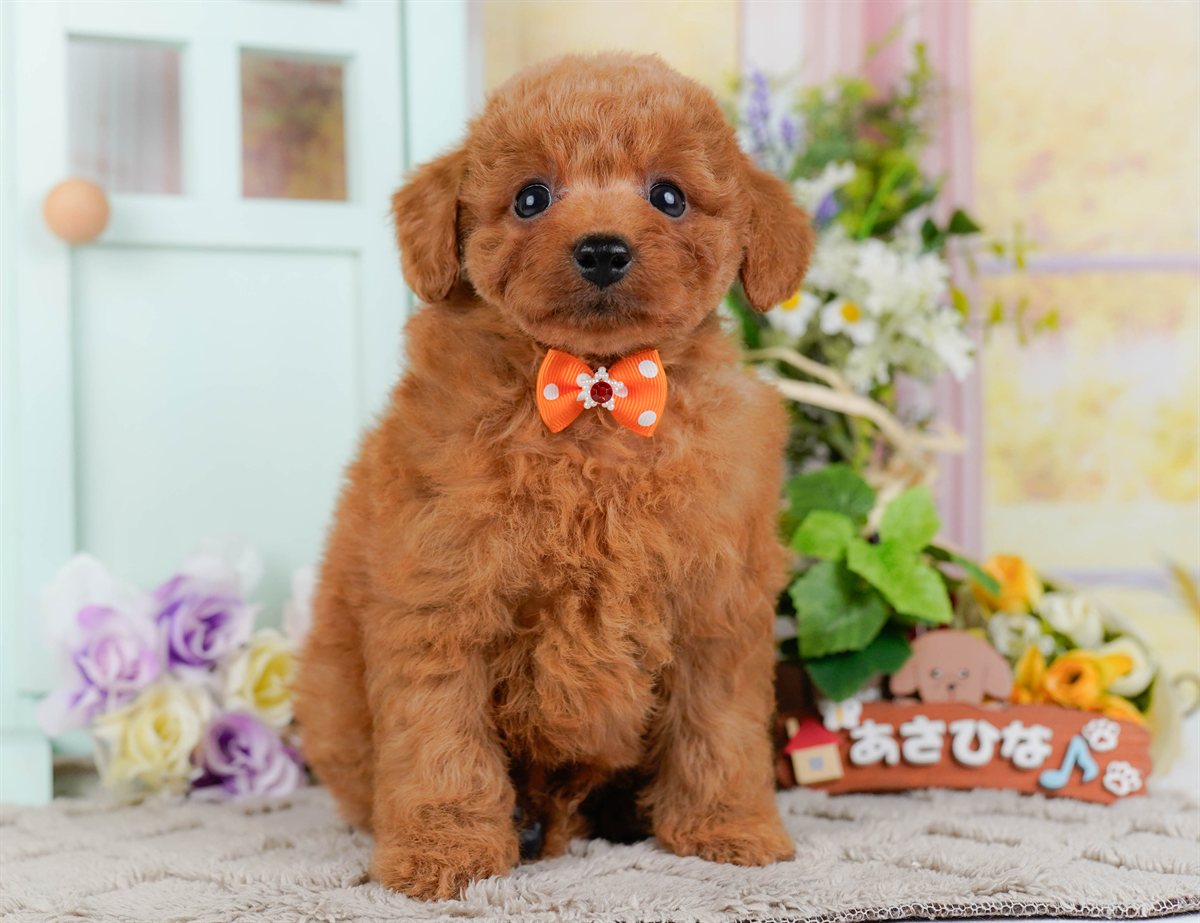 トイ・プードル | 男の子 | レッド | 2026年2月21日（ID:dog-200015662）