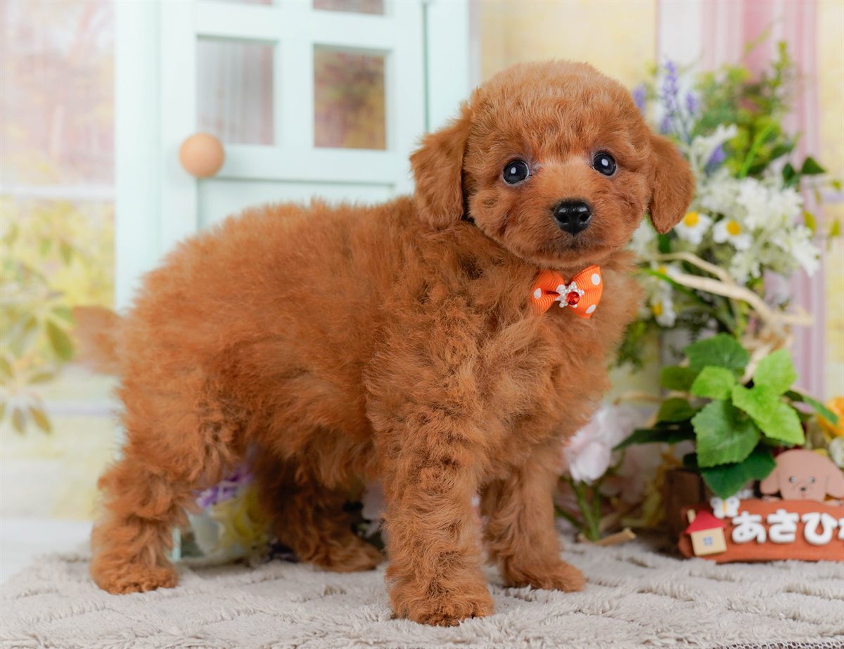 トイ・プードル | 男の子 | レッド | 2026年2月21日（ID:dog-200015662）