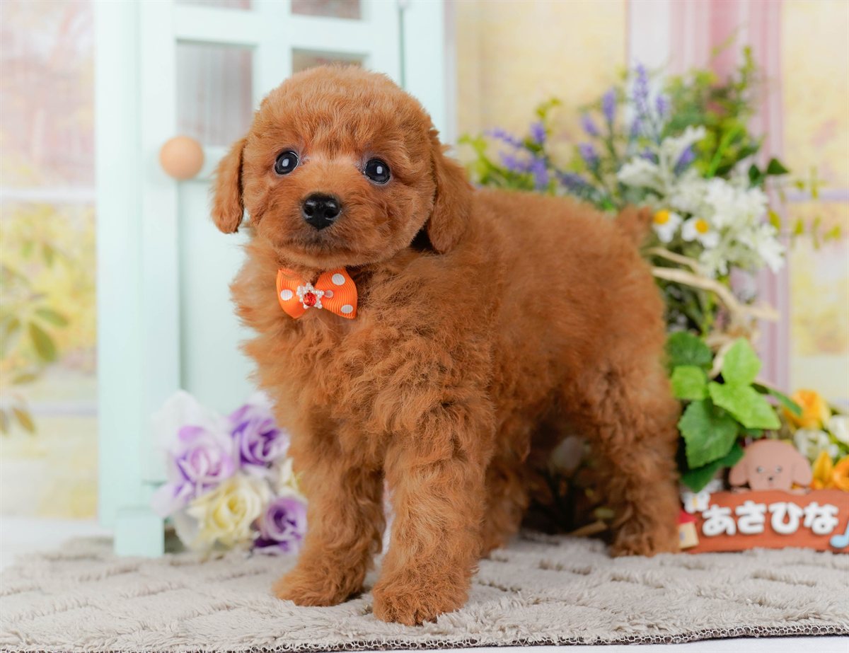 トイ・プードル | 男の子 | レッド | 2026年2月21日（ID:dog-200015662）