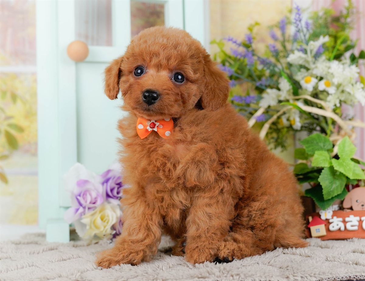 トイ・プードル | 男の子 | レッド | 2026年2月21日（ID:dog-200015662）