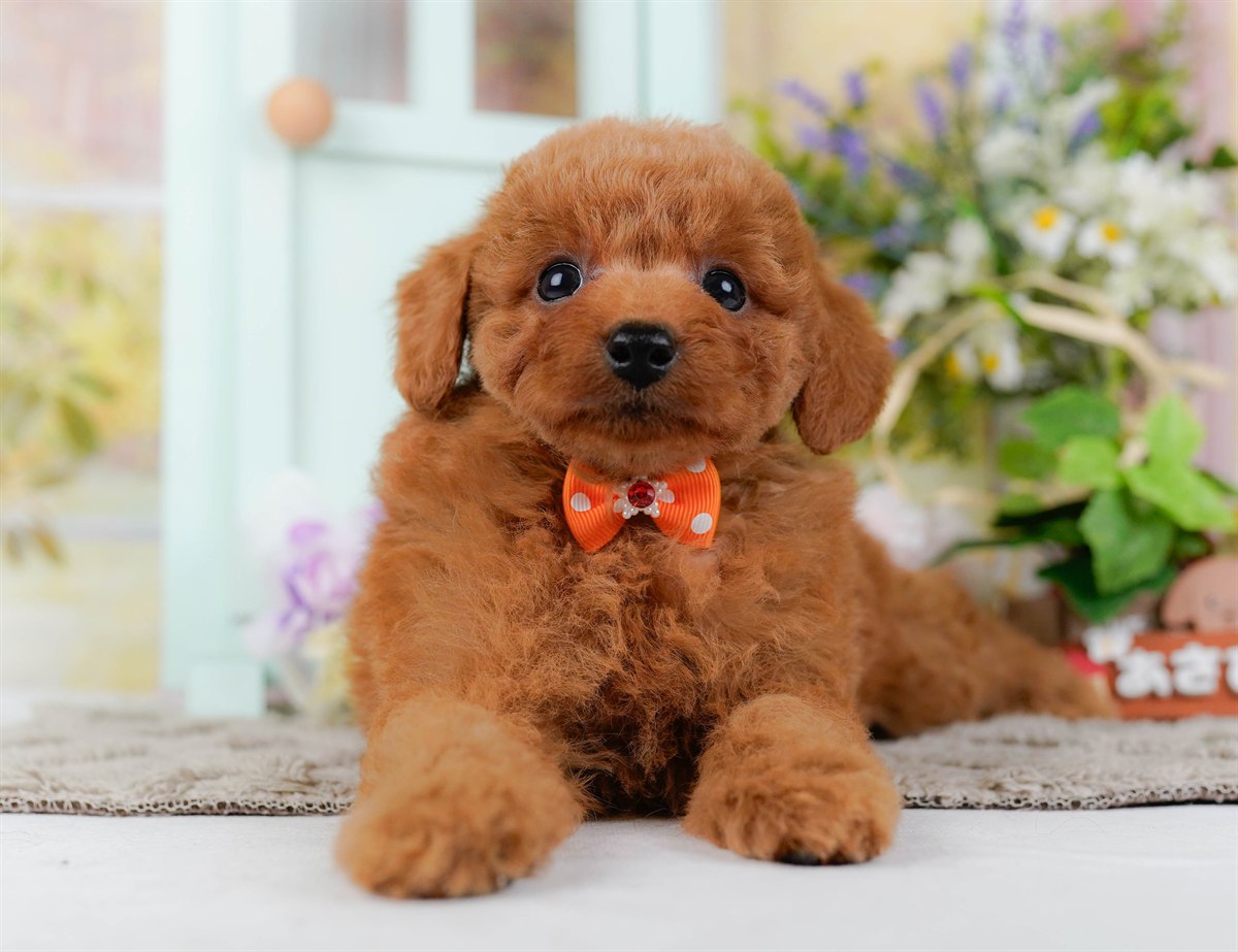 トイ・プードル | 男の子 | レッド | 2026年2月21日（ID:dog-200015662）