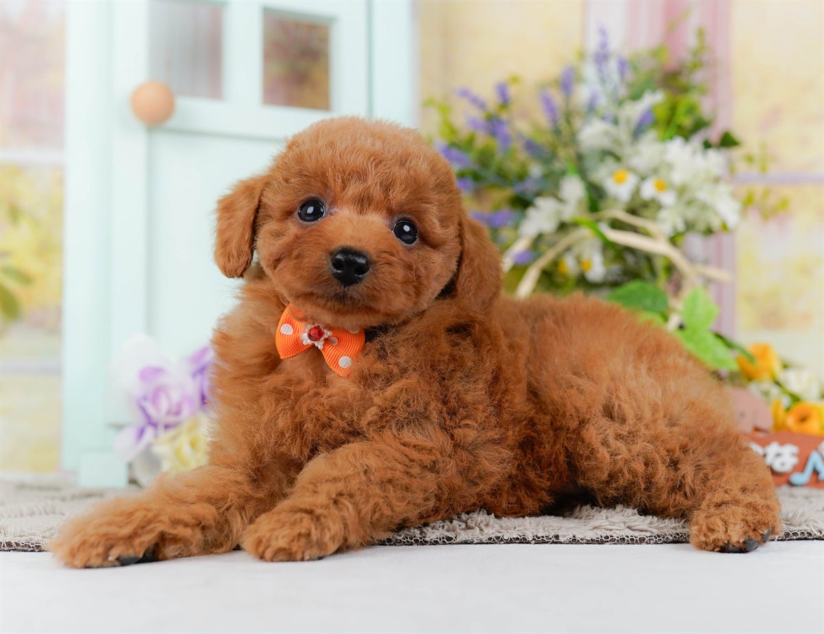 トイ・プードル | 男の子 | レッド | 2026年2月21日（ID:dog-200015662）