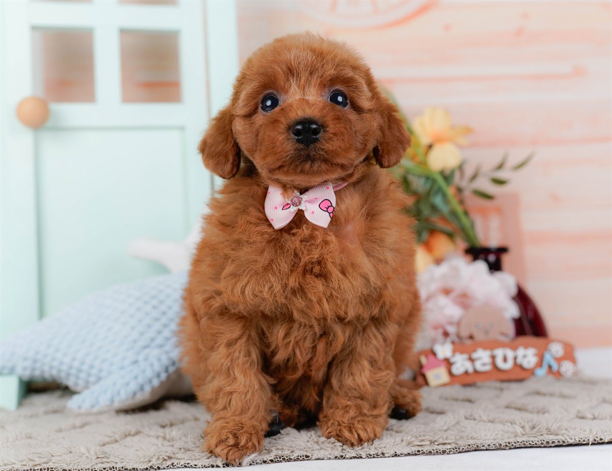 トイ・プードル | 女の子 | レッド | 2026年2月21日（ID:dog-200015664）