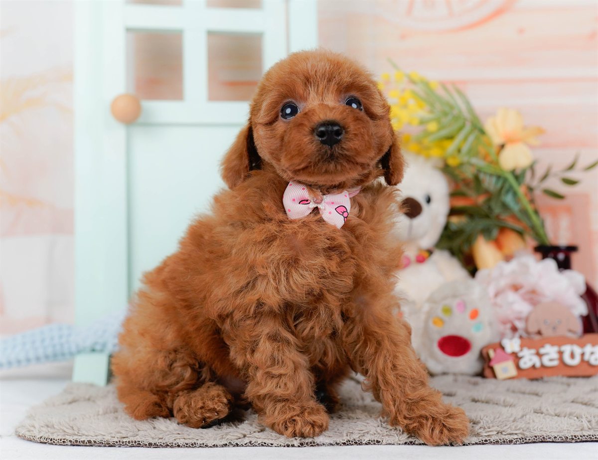 トイ・プードル | 女の子 | レッド | 2026年2月21日（ID:dog-200015664）