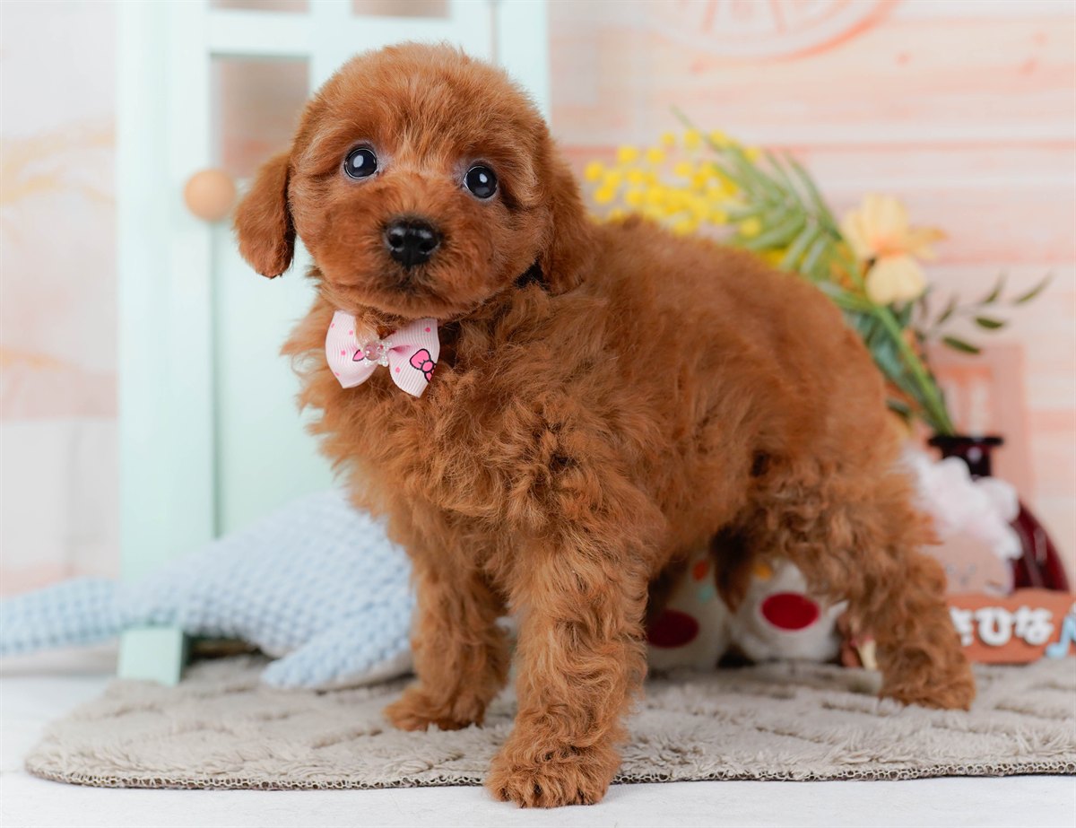 トイ・プードル | 女の子 | レッド | 2026年2月21日（ID:dog-200015664）