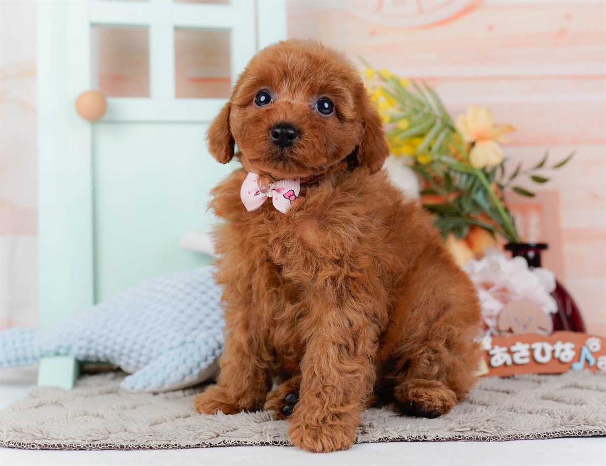 トイ・プードル | 女の子 | レッド | 2026年2月21日（ID:dog-200015664）