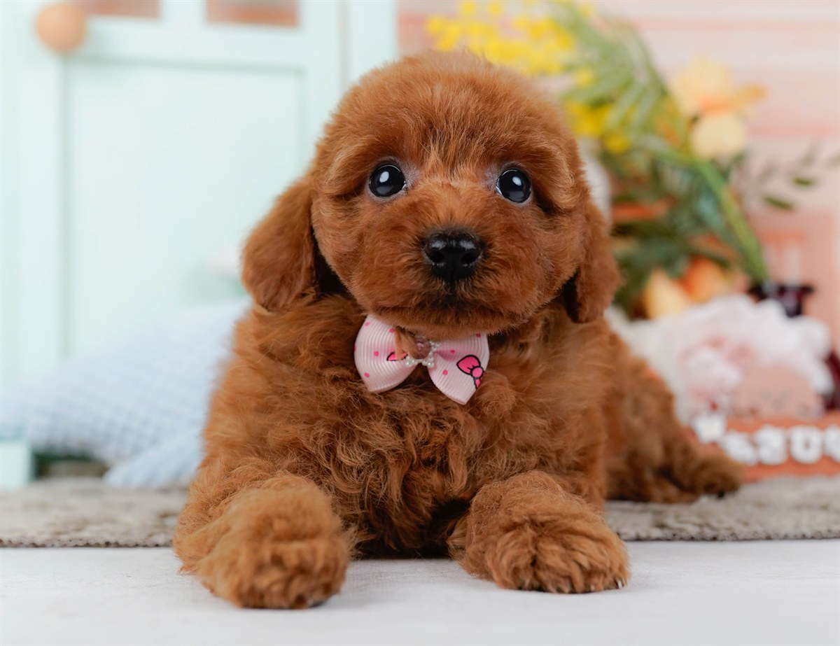 トイ・プードル | 女の子 | レッド | 2026年2月21日（ID:dog-200015664）