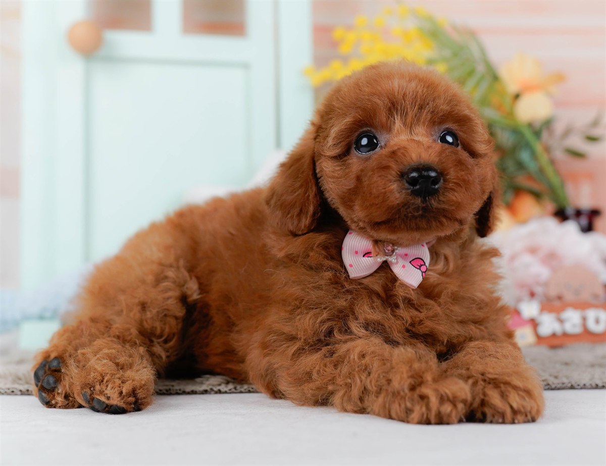 トイ・プードル | 女の子 | レッド | 2026年2月21日（ID:dog-200015664）