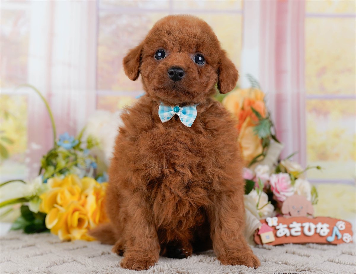 トイ・プードル | 男の子 | レッド | 2026年2月21日（ID:dog-200015665）