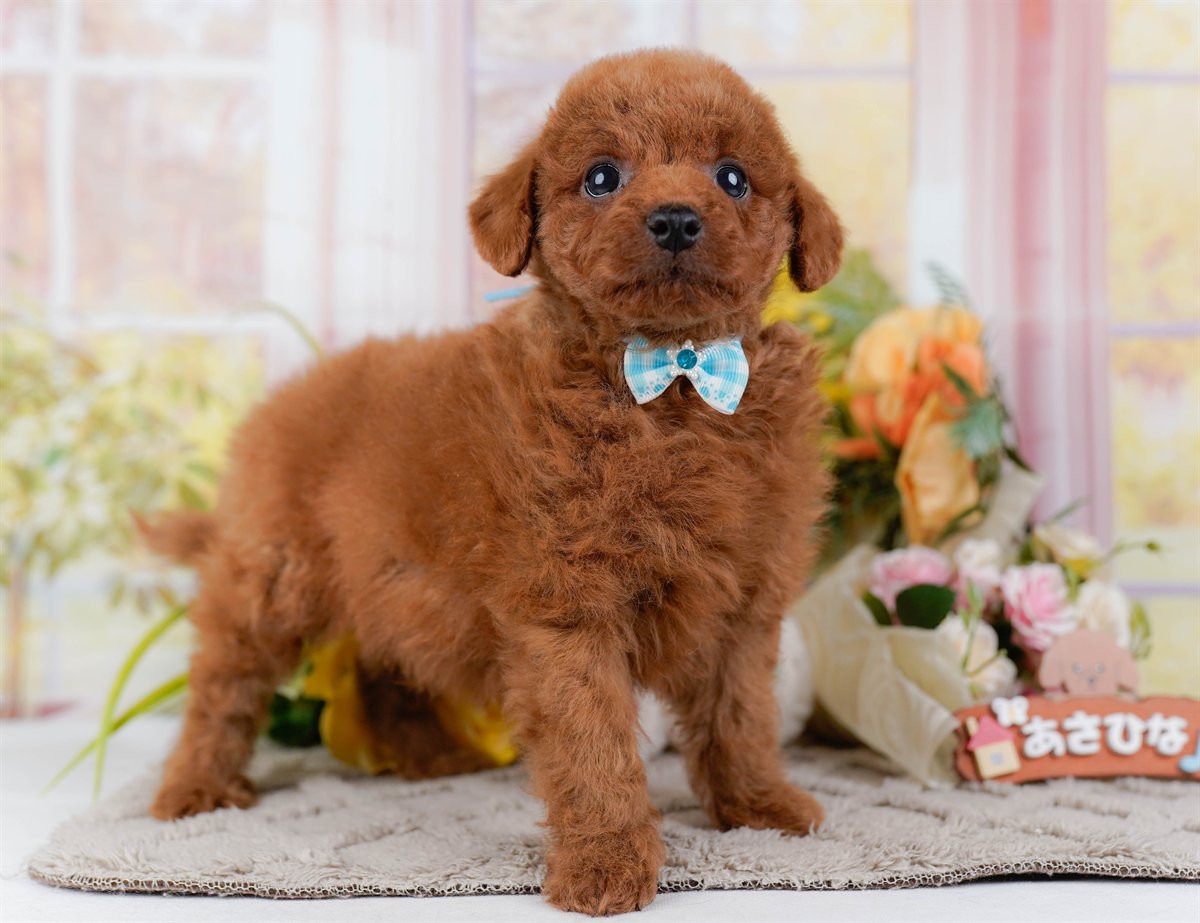 トイ・プードル | 男の子 | レッド | 2026年2月21日（ID:dog-200015665）