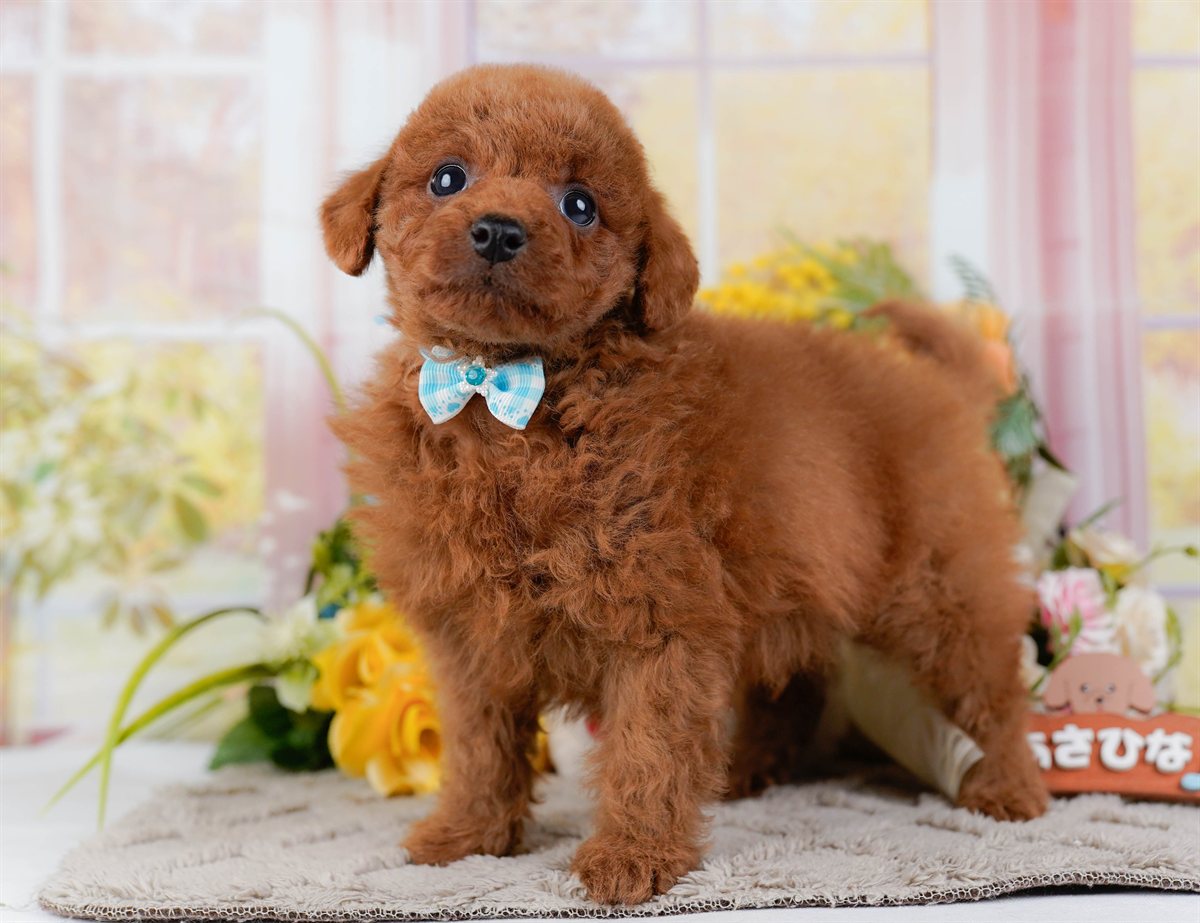 トイ・プードル | 男の子 | レッド | 2026年2月21日（ID:dog-200015665）