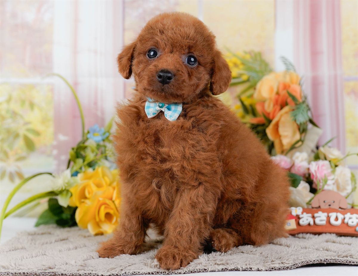 トイ・プードル | 男の子 | レッド | 2026年2月21日（ID:dog-200015665）