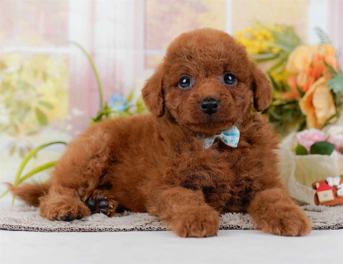 トイ・プードル | 男の子 | レッド | 2026年2月21日（ID:dog-200015665）