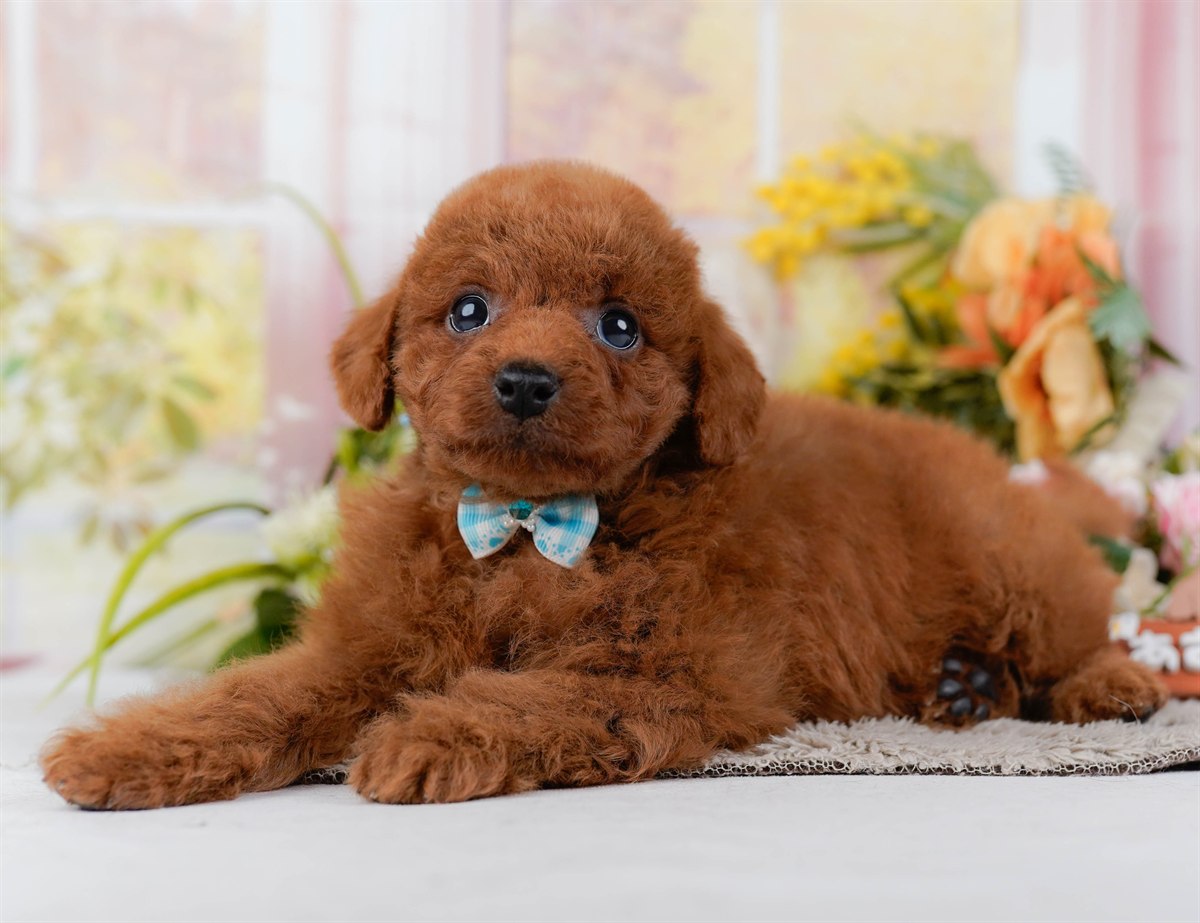 トイ・プードル | 男の子 | レッド | 2026年2月21日（ID:dog-200015665）