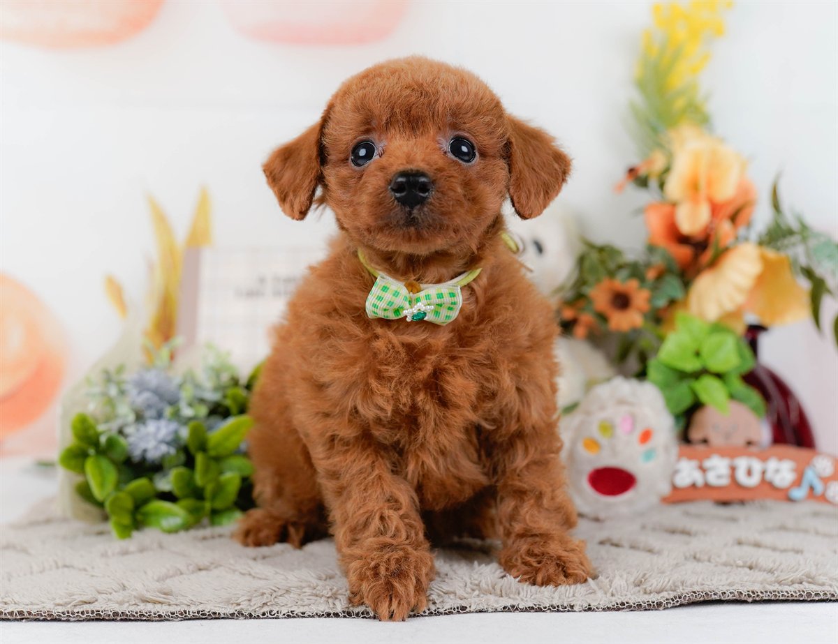 トイ・プードル | 男の子 | レッド | 2026年2月21日（ID:dog-200015666）