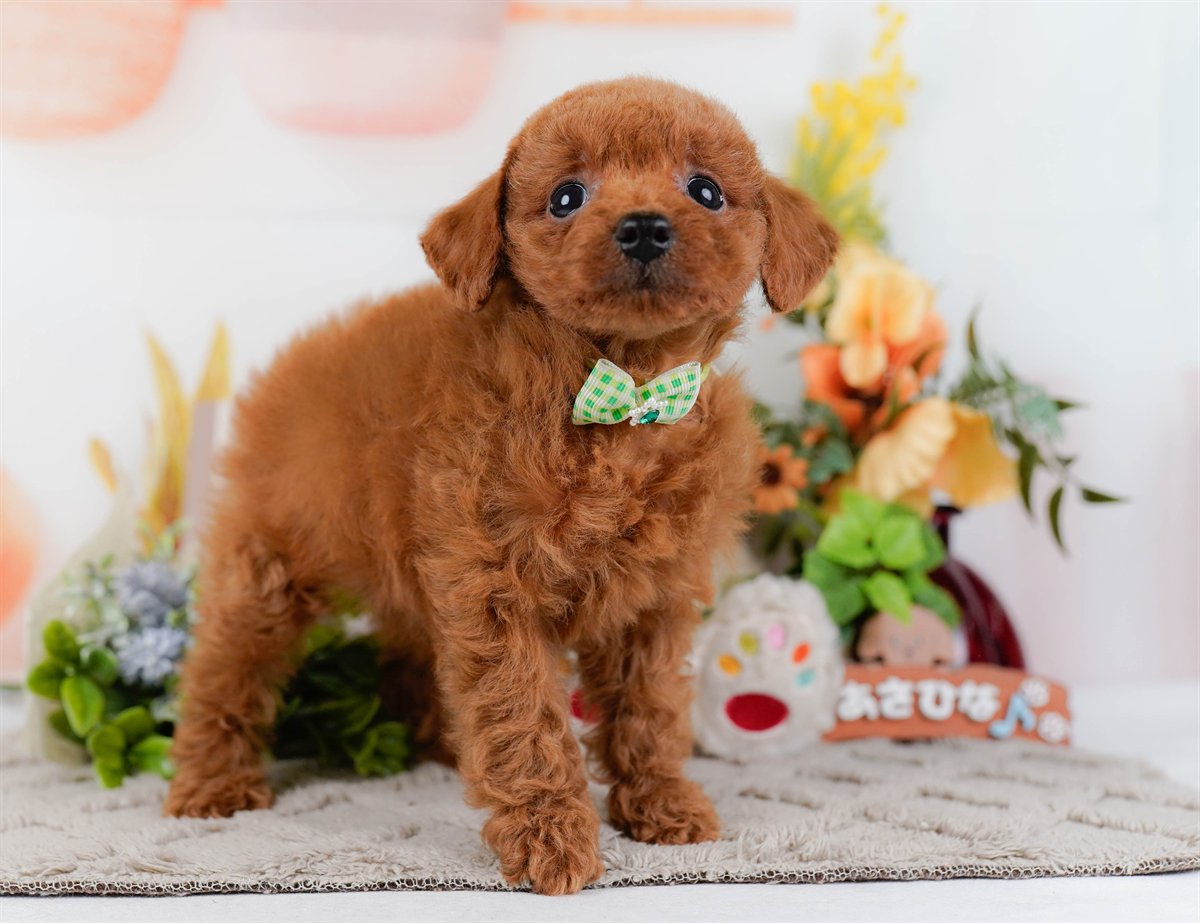 トイ・プードル | 男の子 | レッド | 2026年2月21日（ID:dog-200015666）