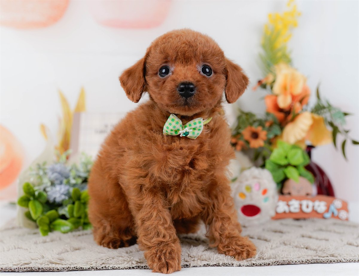 トイ・プードル | 男の子 | レッド | 2026年2月21日（ID:dog-200015666）