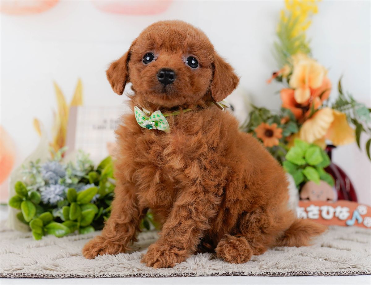 トイ・プードル | 男の子 | レッド | 2026年2月21日（ID:dog-200015666）