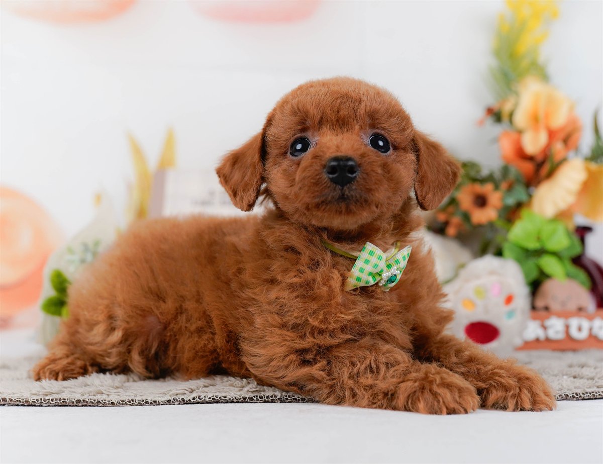 トイ・プードル | 男の子 | レッド | 2026年2月21日（ID:dog-200015666）