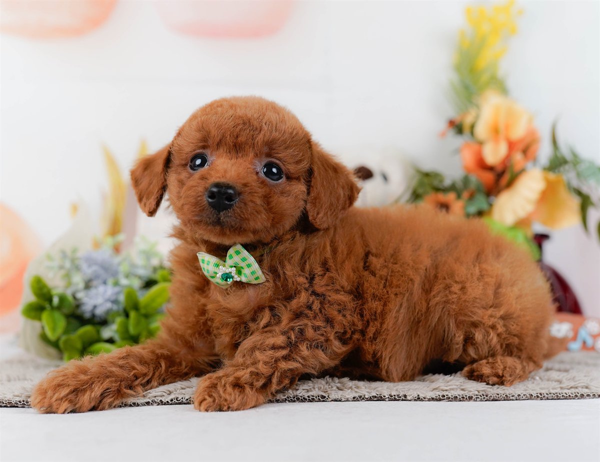 トイ・プードル | 男の子 | レッド | 2026年2月21日（ID:dog-200015666）