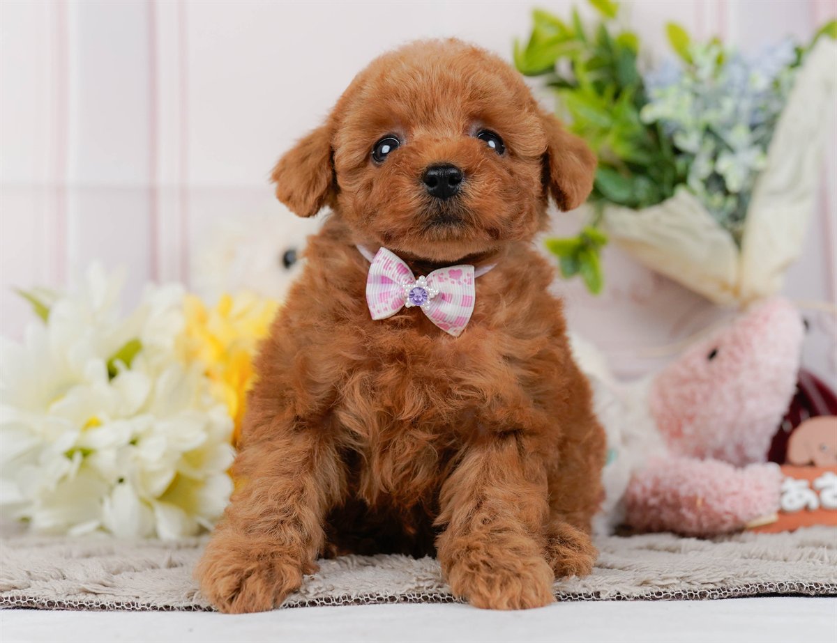 トイ・プードル | 女の子 | レッド | 2026年2月21日（ID:dog-200015667）