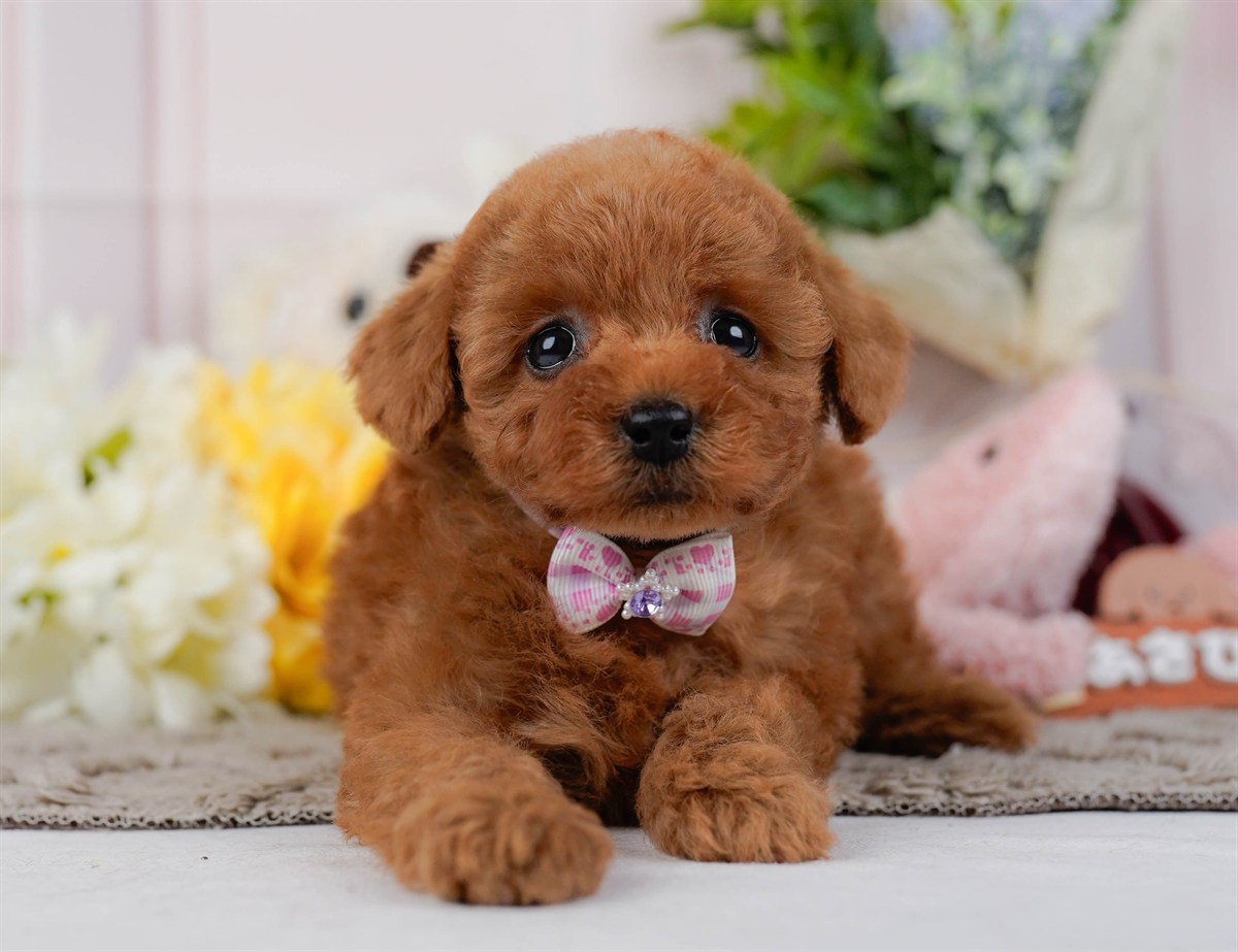 トイ・プードル | 女の子 | レッド | 2026年2月21日（ID:dog-200015667）