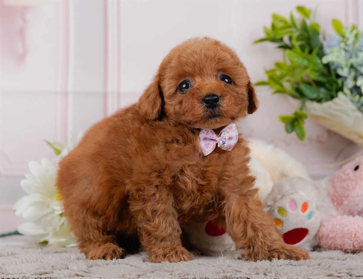 トイ・プードル | 女の子 | レッド | 2026年2月21日（ID:dog-200015667）