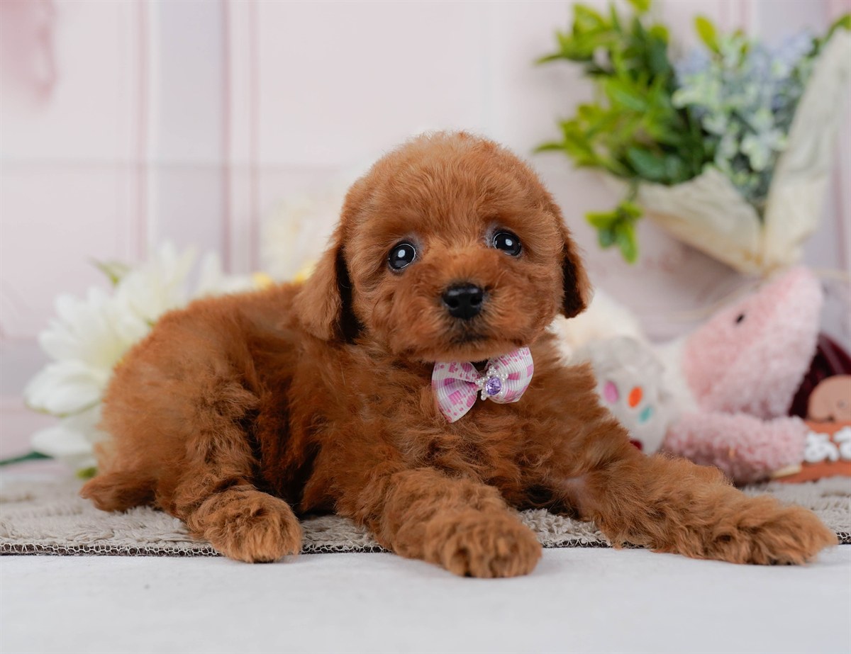 トイ・プードル | 女の子 | レッド | 2026年2月21日（ID:dog-200015667）