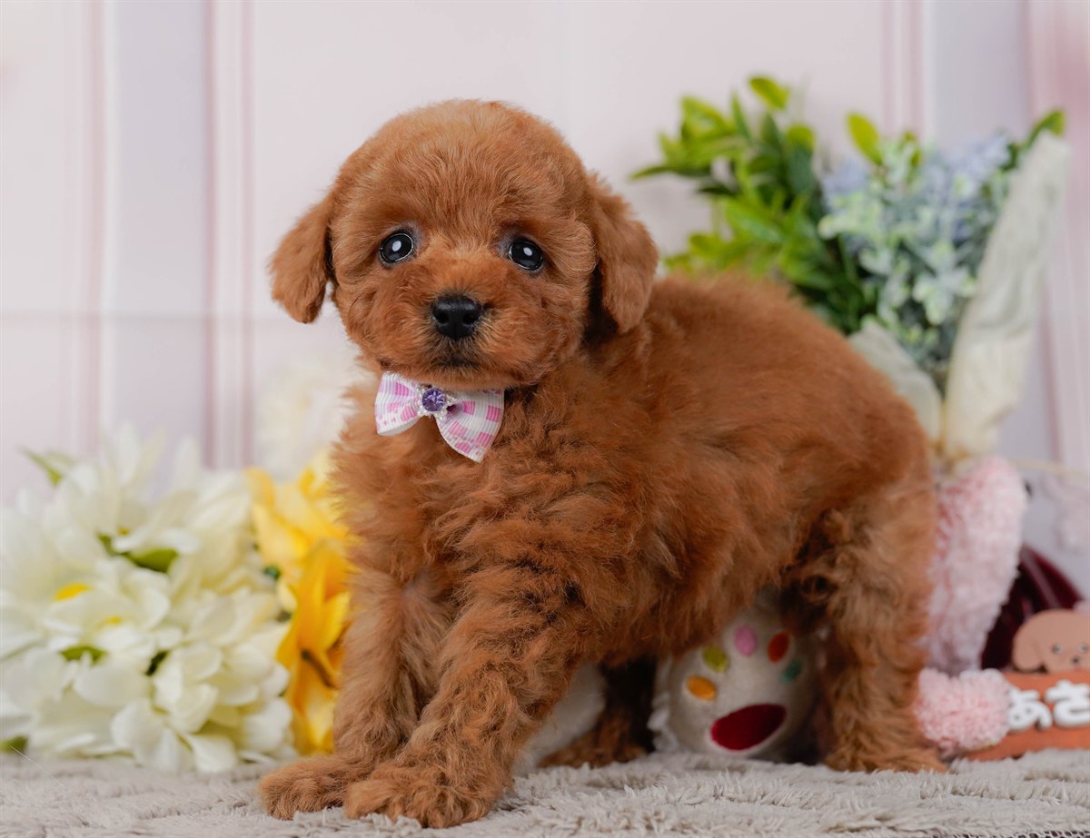 トイ・プードル | 女の子 | レッド | 2026年2月21日（ID:dog-200015667）