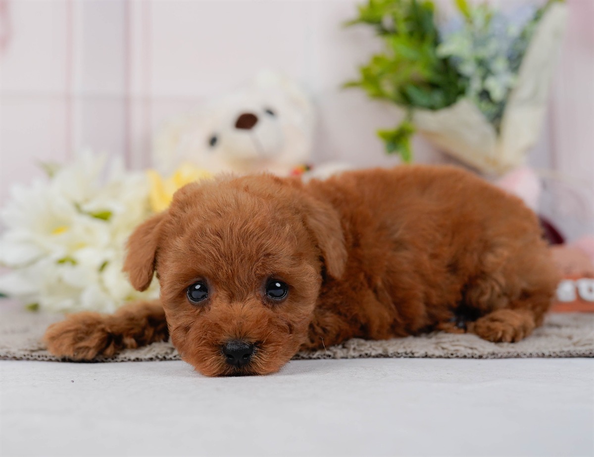 トイ・プードル | 女の子 | レッド | 2026年2月21日（ID:dog-200015667）