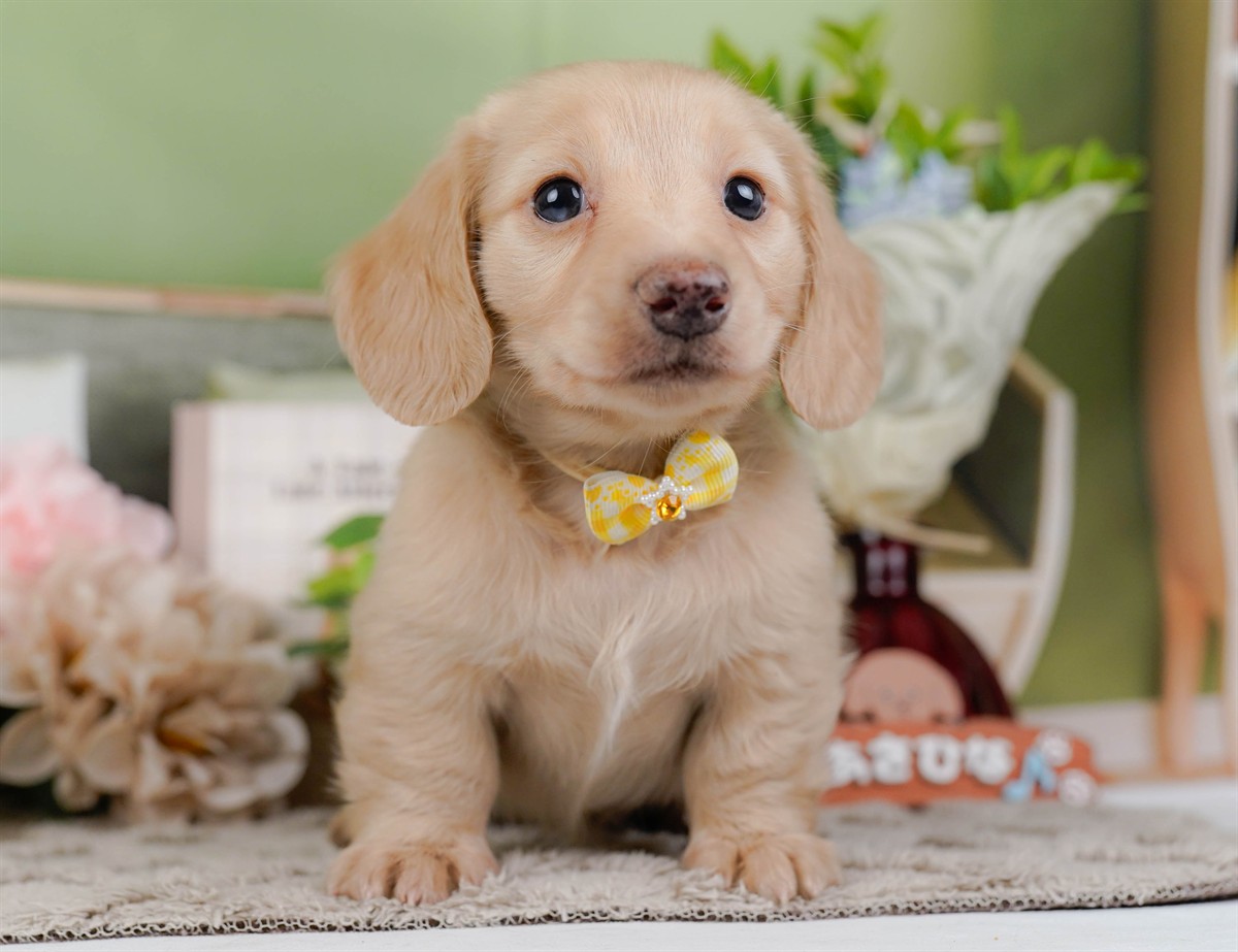 ミニチュア・ダックスフンド(ロング) | 女の子 | イエロー | 2026年2月21日（ID:dog-200015668）