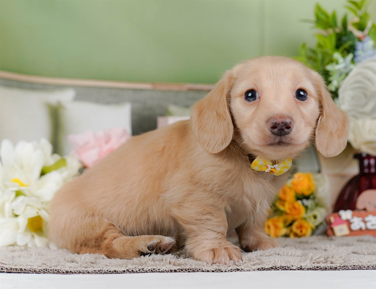 ミニチュア・ダックスフンド(ロング) | 女の子 | イエロー | 2026年2月21日（ID:dog-200015668）