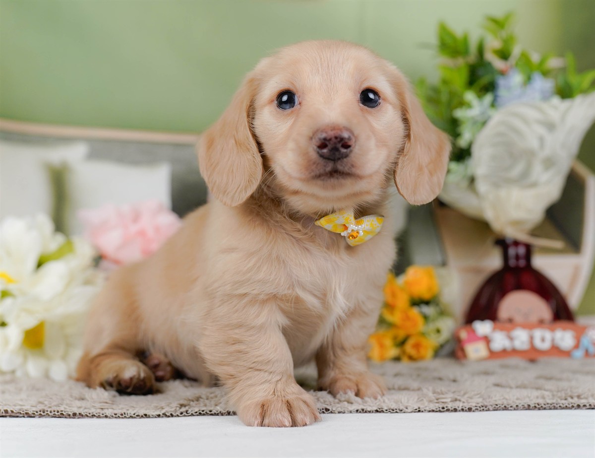 ミニチュア・ダックスフンド(ロング) | 女の子 | イエロー | 2026年2月21日（ID:dog-200015668）