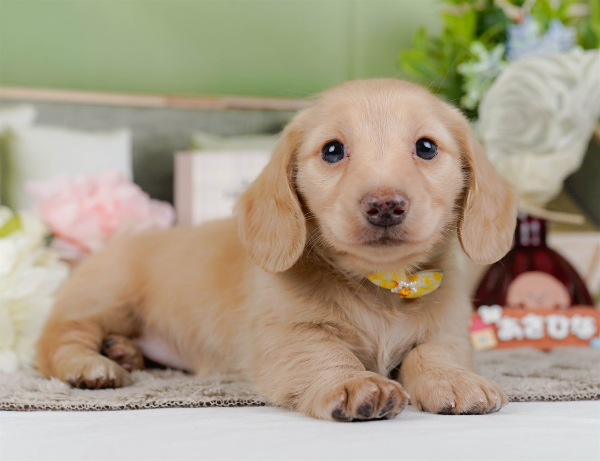 ミニチュア・ダックスフンド(ロング) | 女の子 | イエロー | 2026年2月21日（ID:dog-200015668）