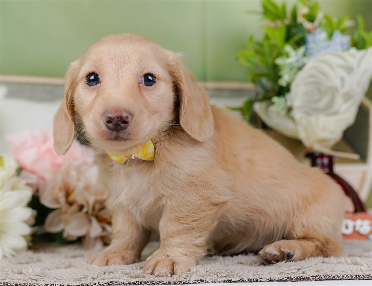 ミニチュア・ダックスフンド(ロング) | 女の子 | イエロー | 2026年2月21日（ID:dog-200015668）