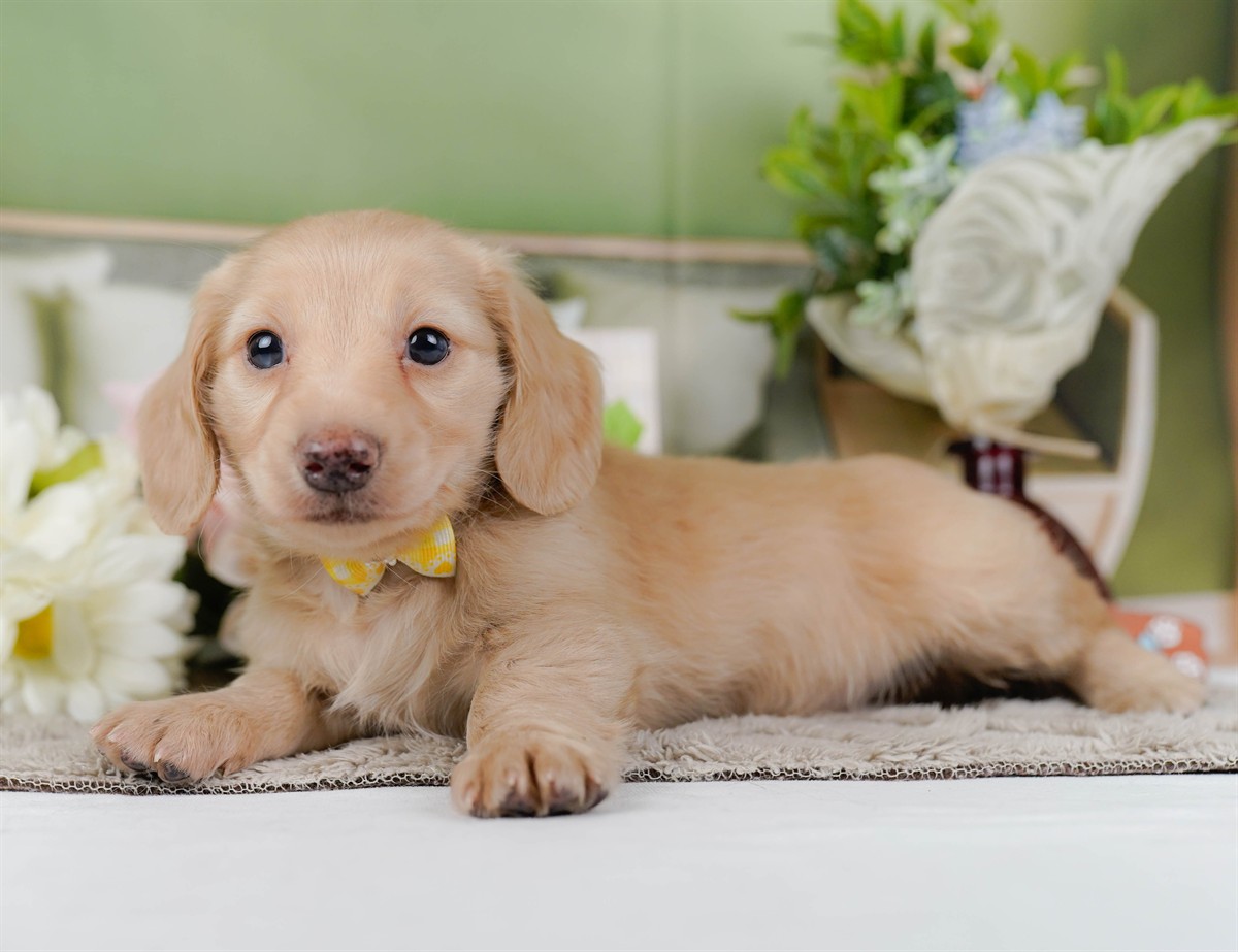 ミニチュア・ダックスフンド(ロング) | 女の子 | イエロー | 2026年2月21日（ID:dog-200015668）