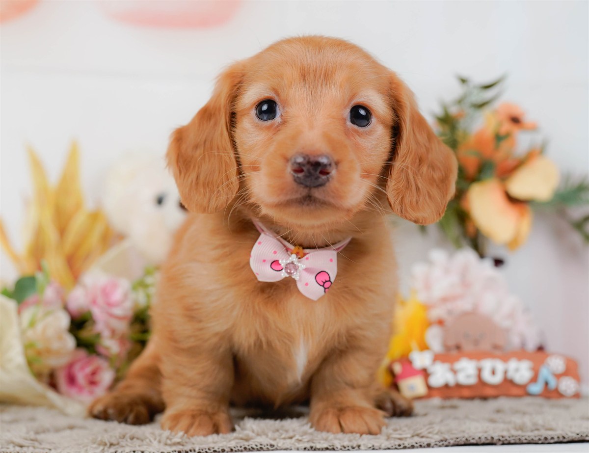 ミニチュア・ダックスフンド(ロング) | 女の子 | ゴールド | 2026年2月21日（ID:dog-200015669）