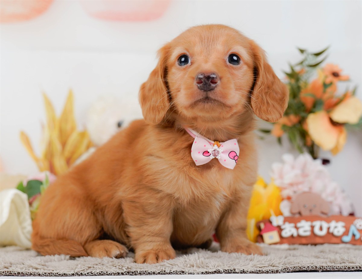 ミニチュア・ダックスフンド(ロング) | 女の子 | ゴールド | 2026年2月21日（ID:dog-200015669）