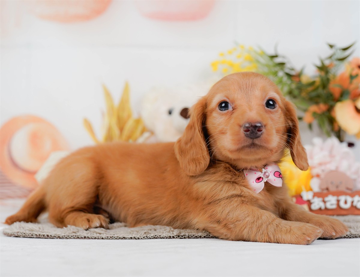 ミニチュア・ダックスフンド(ロング) | 女の子 | ゴールド | 2026年2月21日（ID:dog-200015669）